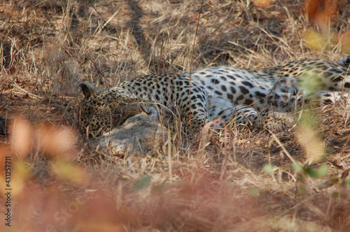 Leopard in Kruger National Park