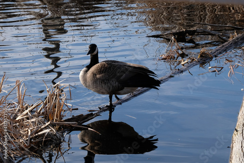 goose on the water