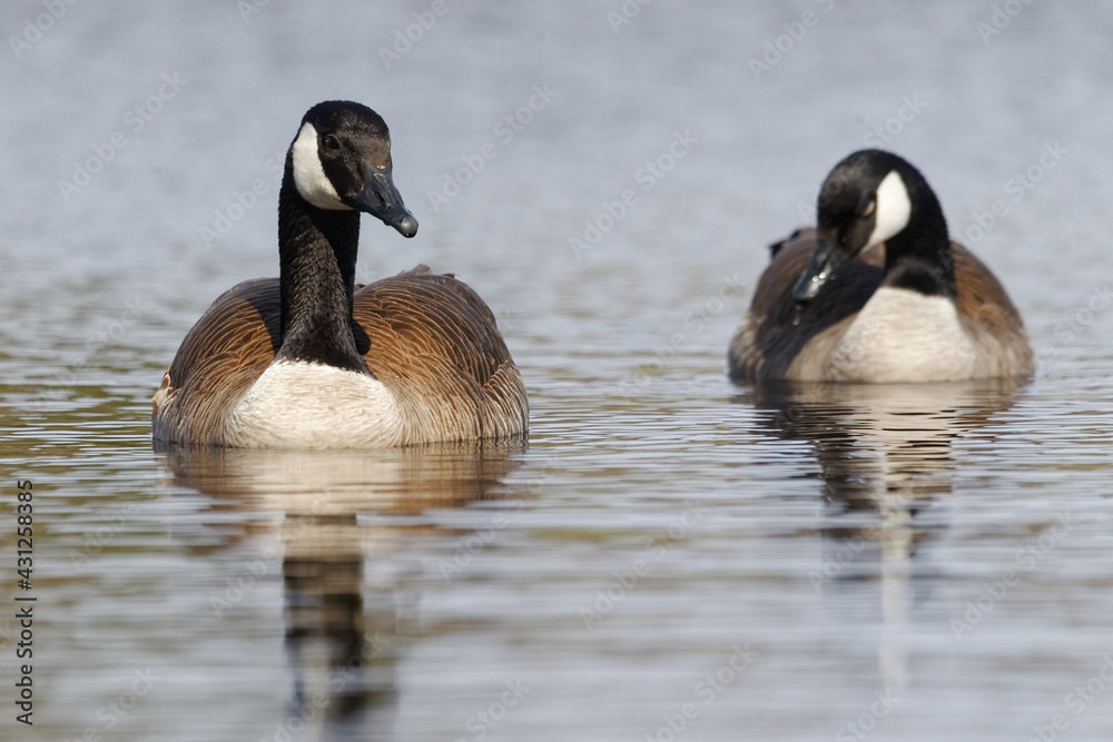 Obraz premium Canada geese
