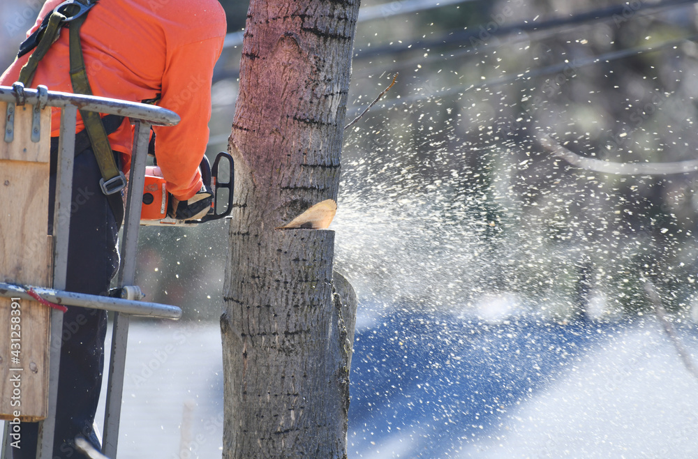 manual worker sawing the tree trunk for tree removal