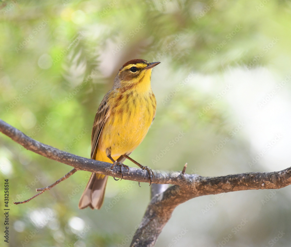 Fototapeta premium &nbsp;palm warbler standing on branch in woods