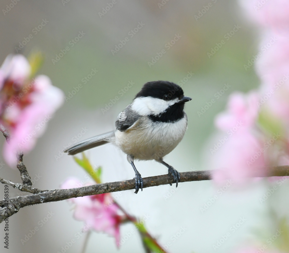 black capped chickadee standing on branch with flower blooming black capped chickadee standing on branch with flower blooming