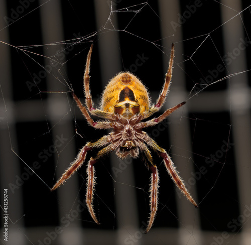 Large female Tropical orb weaver spider (Eriophora ravilla) in her web - under side view photo