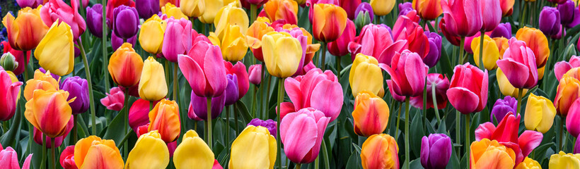 Field of bright tulips in pink, yellow, orange, purple, and red as a vibrant nature background
