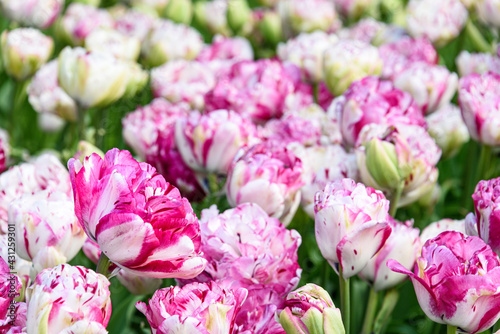 Cheerful field of bright pink and white variegated double tulips as a nature background  © knelson20