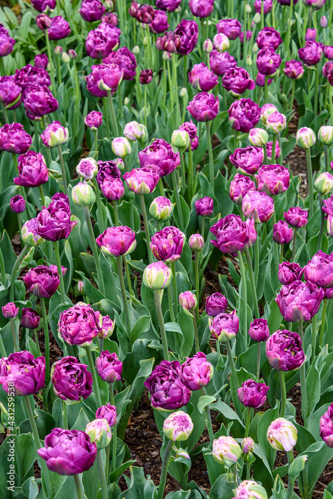 Field of double purple tulips with green leaves as a calm nature background
Field of double purple tulips with green leaves as a calm nature background
