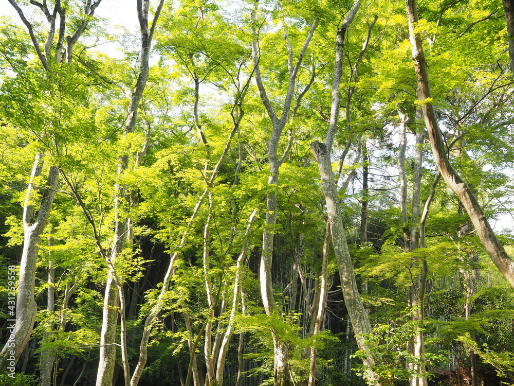 Fototapeta premium 苔寺の園庭