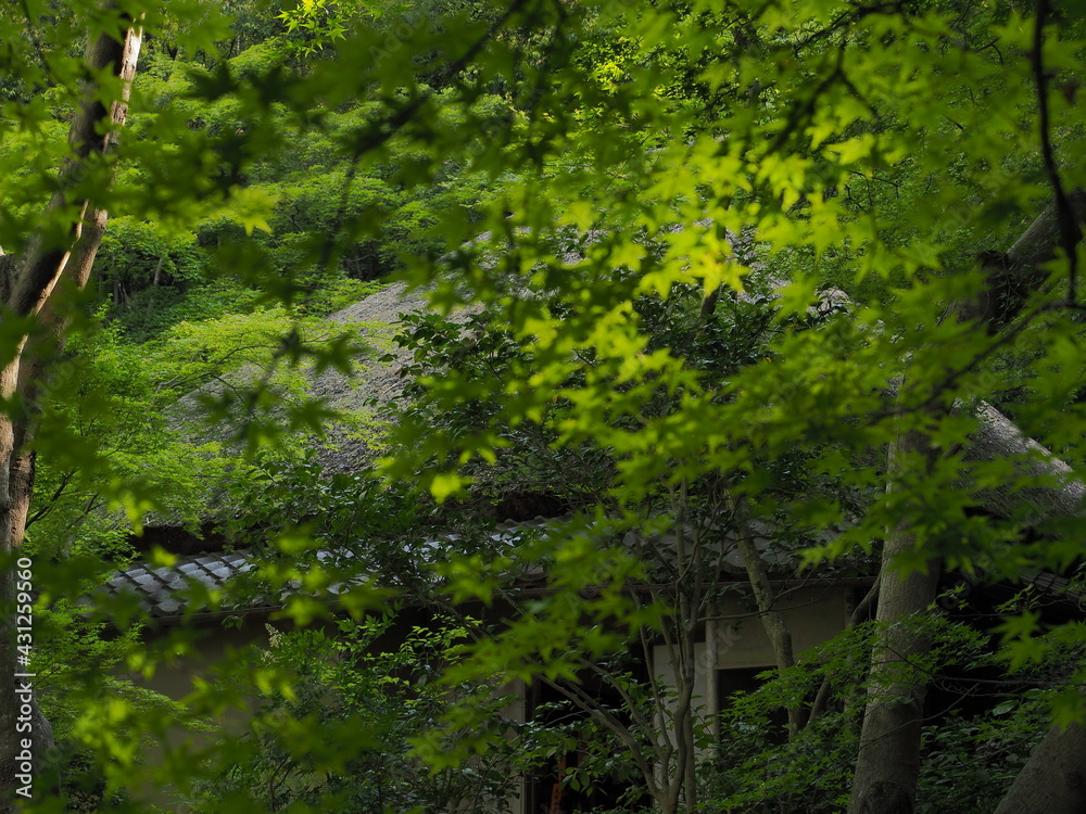 Obraz premium 苔寺の園庭