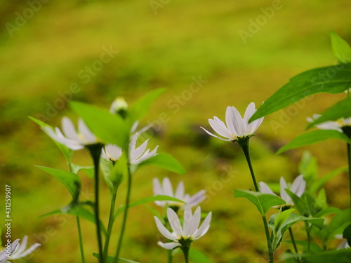 苔寺の園庭