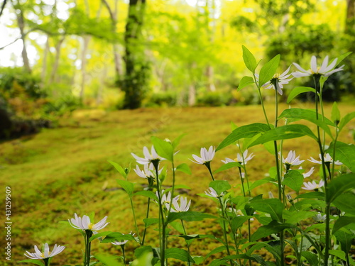 苔寺の園庭
