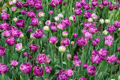Field of double purple tulips with green leaves as a calm nature background 
