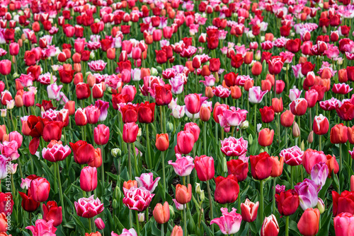 Fototapeta Naklejka Na Ścianę i Meble -  Romantic field of red, pink, and white tulips as a colorful nature background
