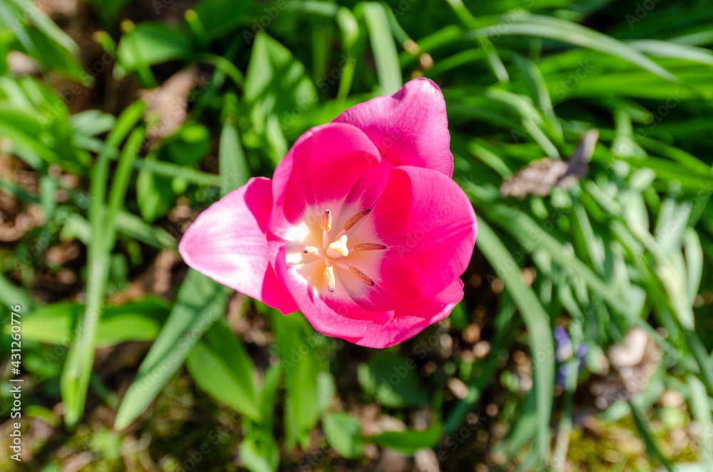 Flowering Garden Tulip on a spring afternoon Flowering Garden Tulip on a spring afternoon