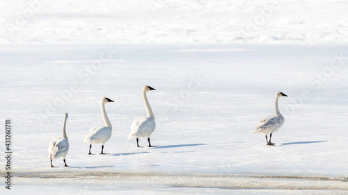 Fototapeta Naklejka Na Ścianę i Meble -  Arctic tundra trumpeter swans seen in northern Canada, during their migration to the Bering Sea for the summer. Small flock walking across an icy landscape in Yukon Territory. 