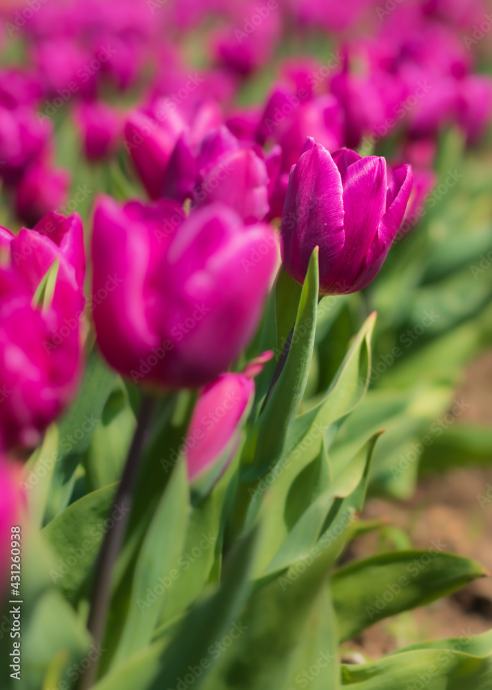 Awesome colorful tulip flowers with close up views and sky background Awesome colorful tulip flowers with close up views and sky background
