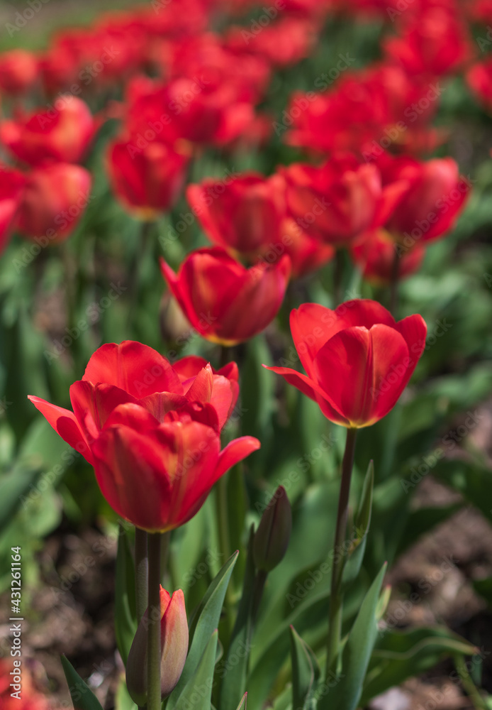 Awesome colorful tulip flowers with close up views and sky background Awesome colorful tulip flowers with close up views and sky background