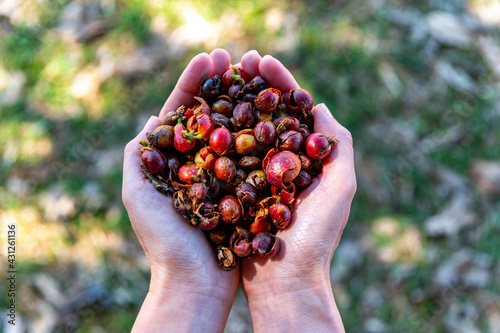 Dried fresh skin of cherry coffee bean  for cascara pulp tea on woman's hands with green yard outdoor background - eco natural product photo