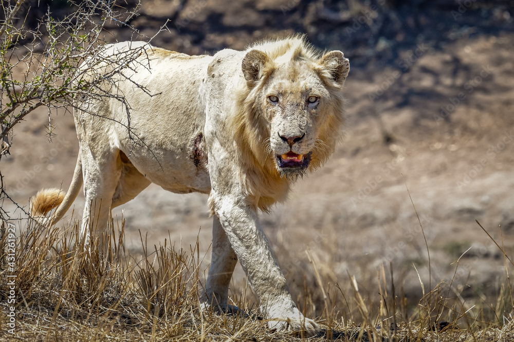 Naklejka premium Male white lion - Kruger Park, South Africa