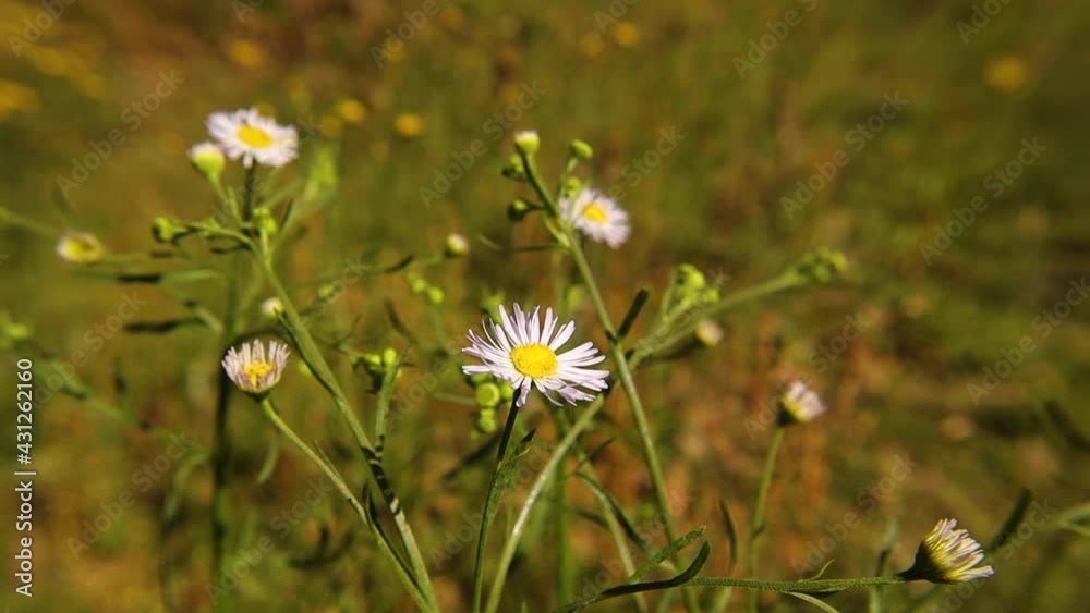 Pan of Yellow and white daisy flowers and yellow dandelions in the background Pan of Yellow and white daisy flowers and yellow dandelions in the background