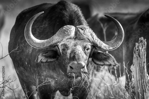Africa Buffalo with ox pecker- portrait - Serengeti, Tanzania