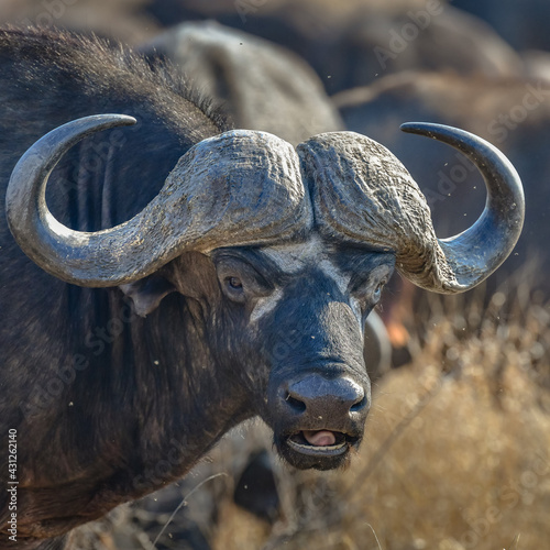 Africa Buffalo with ox pecker- portrait - Serengeti, Tanzania