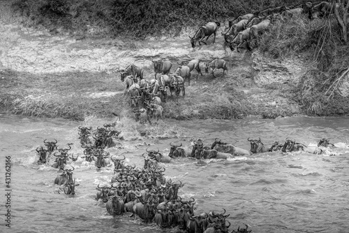 Gnu migration - Mara River Tanzania- black and white photo