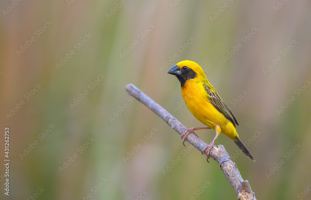 Asian Golden Weaver, Bird with yellow feathers Asian Golden Weaver, Bird with yellow feathers