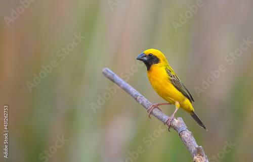 Asian Golden Weaver, Bird with yellow feathers