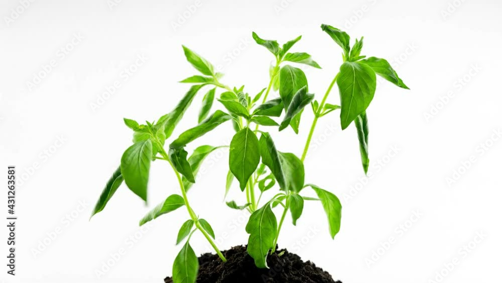 Timelapse Stop motion animation of Growing tree on white background.green plant 4K Time-lapse. green plant withers and springing to life Concept nature environment and Save earth save world save live