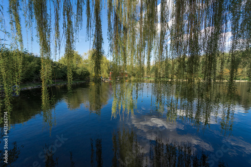 Weeping willow branches and a pond in the park.