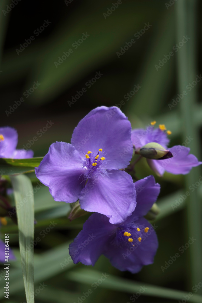 Fototapeta premium 庭に咲く花