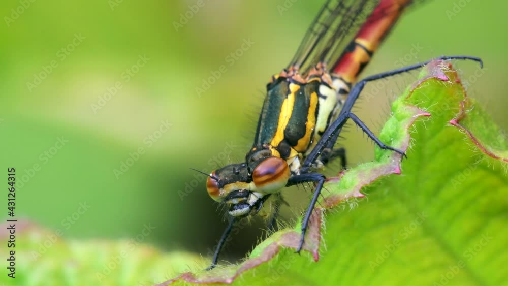 Large Red Damselfly, Pyrrhosoma nymphula in habitat Large Red Damselfly, Pyrrhosoma nymphula in habitat