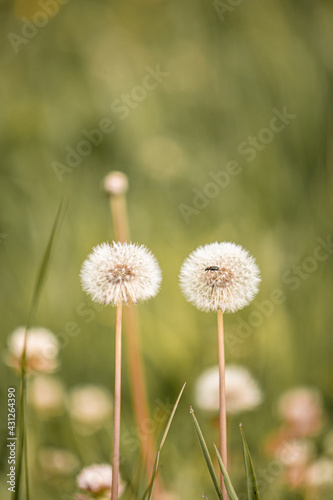 Two Dandelion with a fly 