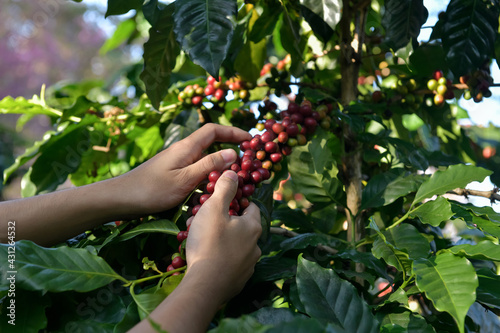 Close Up hand of farmers picking branch of arabicas Coffee Tree on Coffee tree at Changmai Province Northern Thailand,Coffee bean Single origin words class specialty. photo