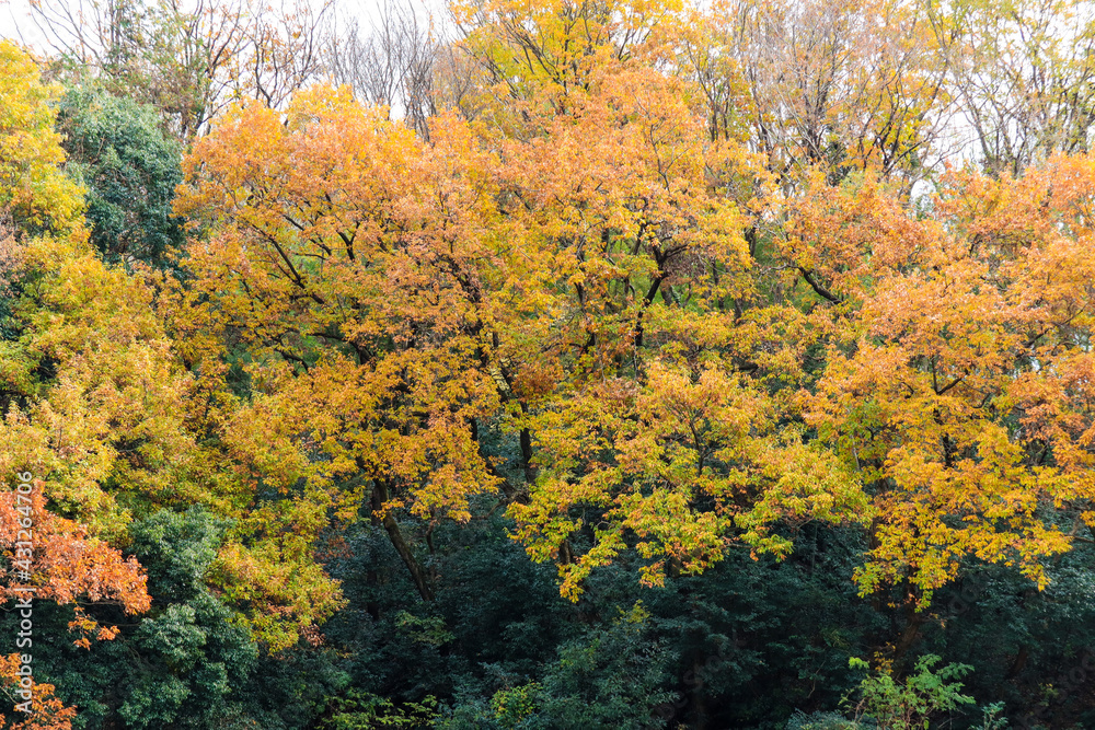 Fototapeta premium 紅葉