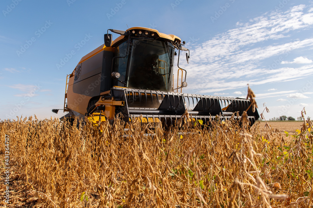 Fototapeta premium Harvesting combine in the wheat.