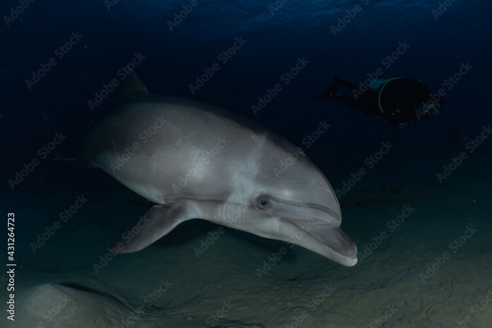 Fototapeta premium Dolphin swimming in the Red Sea, Eilat Israel 