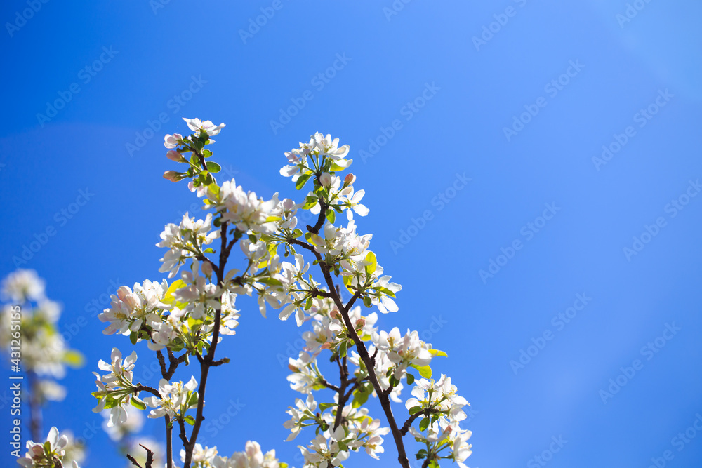 Apple blossoms over blurred nature background. Spring flowers. Spring Background. Apple blossoms over blurred nature background. Spring flowers. Spring Background.