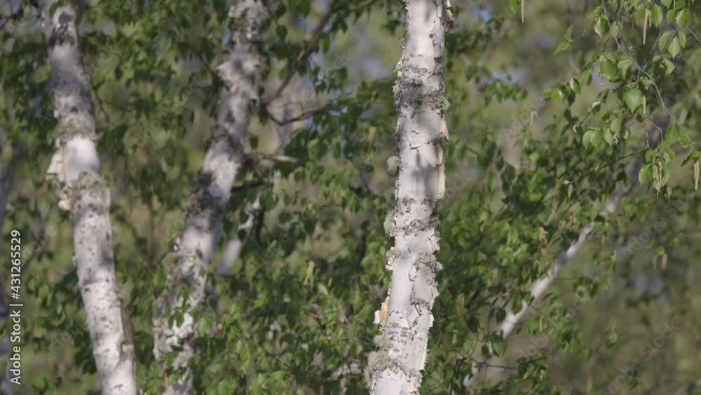 long hanging willow branches blowing in the breeze long hanging willow branches blowing in the breeze