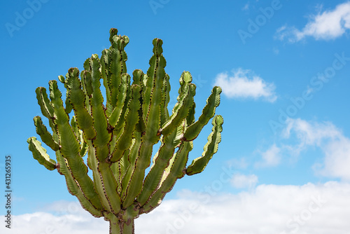 Minimalist pattern of tall cactus tree growing freely and wild. Minimal tropical design. Travel holiday relax nature concept. Canary Islands. Copy space.