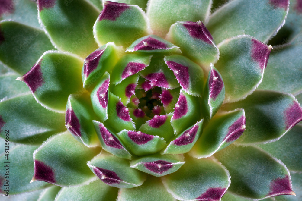 Macro of Green cactus or Sempervivum, Nature background. Macro of Green cactus or Sempervivum, Nature background.
