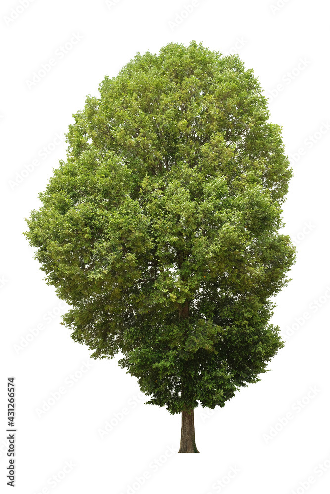 tree isolated on white background tree isolated on white background