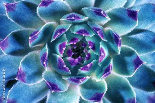 Macro of Blue cactus or Sempervivum, Nature background.