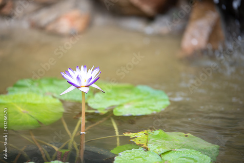closeup of a lotus flower selective focus and shallow depth of field.Purple lotus in a small pond