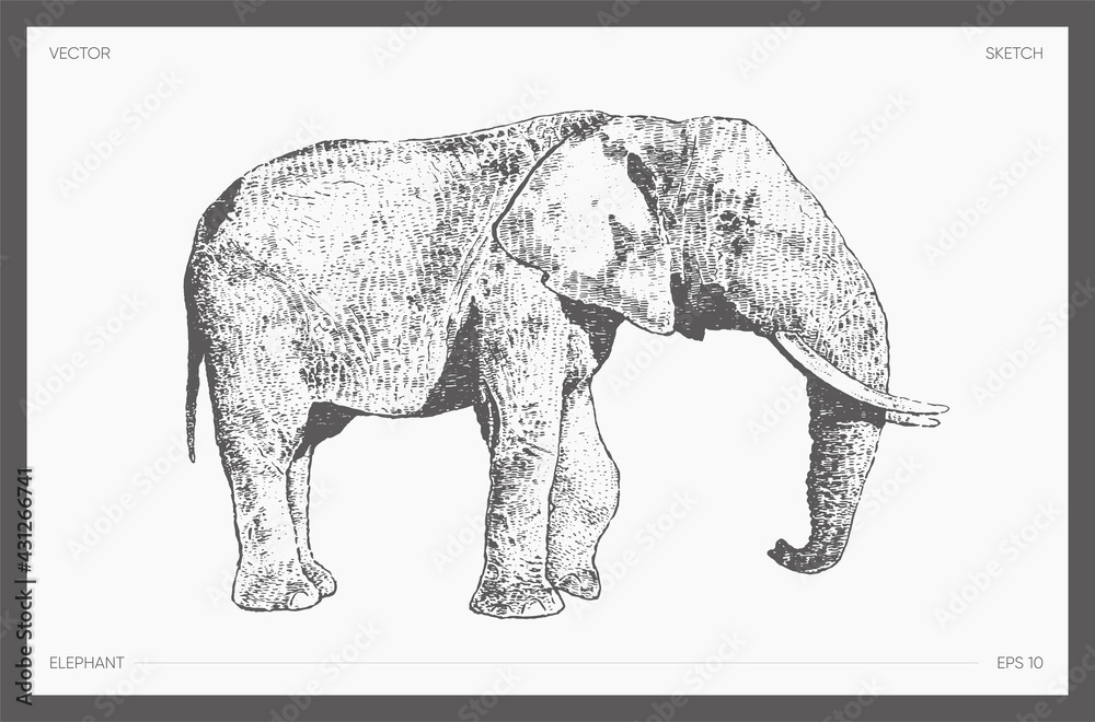 Elephant Rough Draft High detail drawn vector elephant drawing sketch Stock Vector | Adobe Stock
