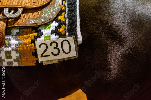 The number 230 affixed to a horse blanket which is on a horse