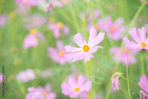 beautiful sweet pink cosmos flowers.The background image of the colorful flowers, background nature