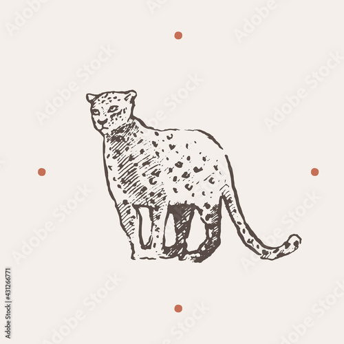Realistic illustration of leopard. Drawn a vector