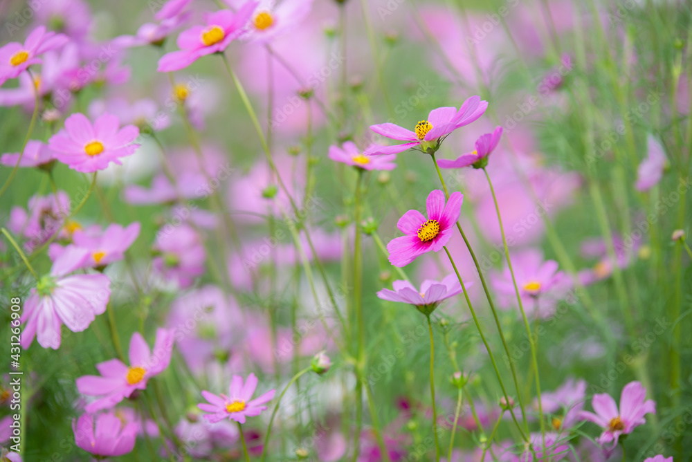 beautiful sweet pink cosmos flowers.The background image of the colorful flowers, background nature
