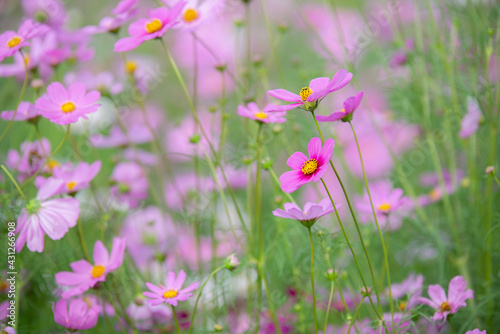 beautiful sweet pink cosmos flowers.The background image of the colorful flowers  background nature